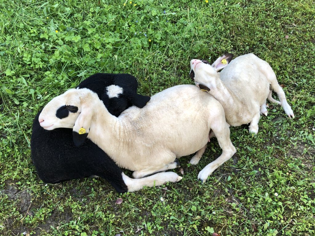 Schafe beim Kuscheln